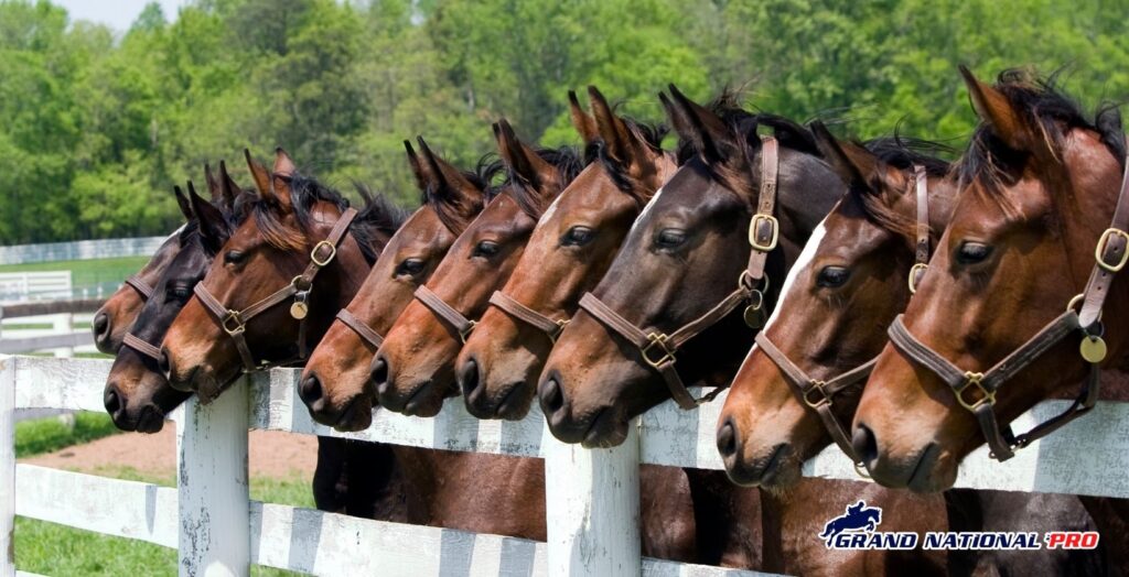 cheltenham saturday contenders betfair cotswold chase