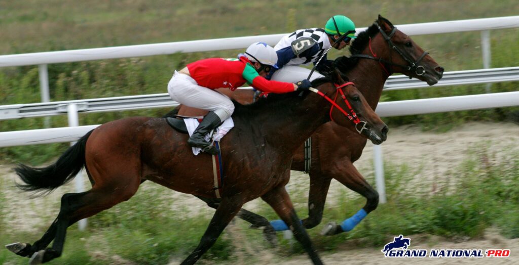 grey horses grand national